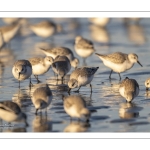 Bécasseau sanderling (Calidris alba - Sanderling)