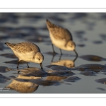 Bécasseau sanderling (Calidris alba - Sanderling)