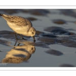 Bécasseau sanderling (Calidris alba - Sanderling)