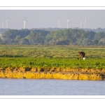 Pêcheurs à pied