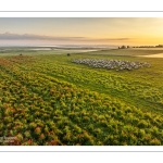 Moutons et coquelicots au Cap Hornu