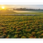 Moutons et coquelicots au Cap Hornu