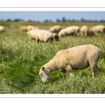 Les moutons de pré-salé dans les mollières