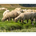 Les moutons de pré-salé dans les mollières