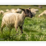 Les moutons de pré-salé dans les mollières