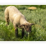 Les moutons de pré-salé dans les mollières