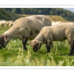 Les moutons de pré-salé dans les mollières