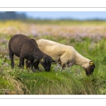 Les moutons de pré-salé dans les mollières