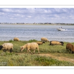 Les moutons de pré-salé dans les mollières