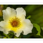 Les jardins de Valloires