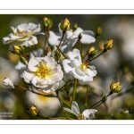 Les jardins de Valloires