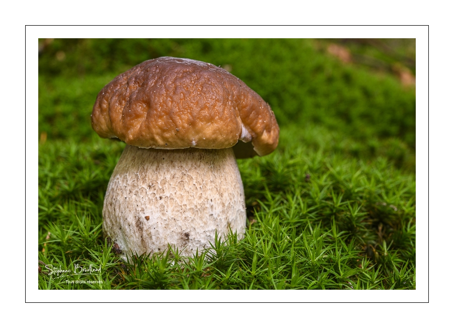Crécy-sur-Serre : La Champicarde, des champignons bio et locaux